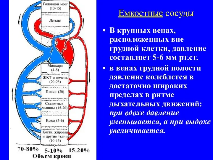 Емкостные сосуды В крупных венах, расположенных вне грудной клетки, давление составляет 5-6