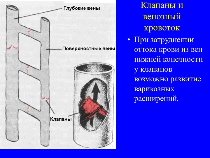 Клапаны и венозный кровоток При затруднении оттока крови из вен нижней конечности