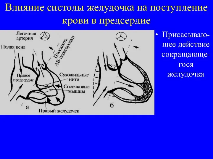 Влияние систолы желудочка на поступление крови в предсердие Присасываю-щее действие сокращающе-гося желудочка