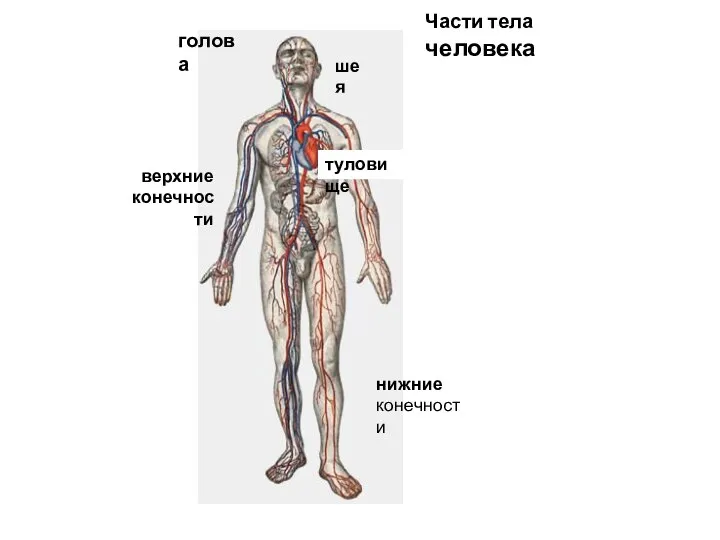 Части тела человека шея туловище верхние конечности нижние конечности голова