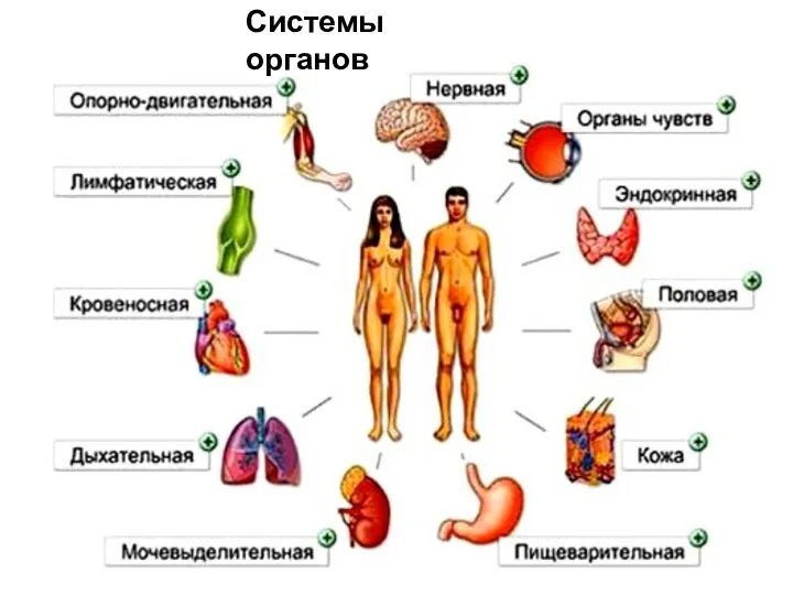 Системы органов