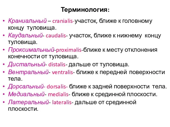 Терминология: Краниальный – cranialis-участок, ближе к головному концу туловища. Каудальный- caudalis- участок,