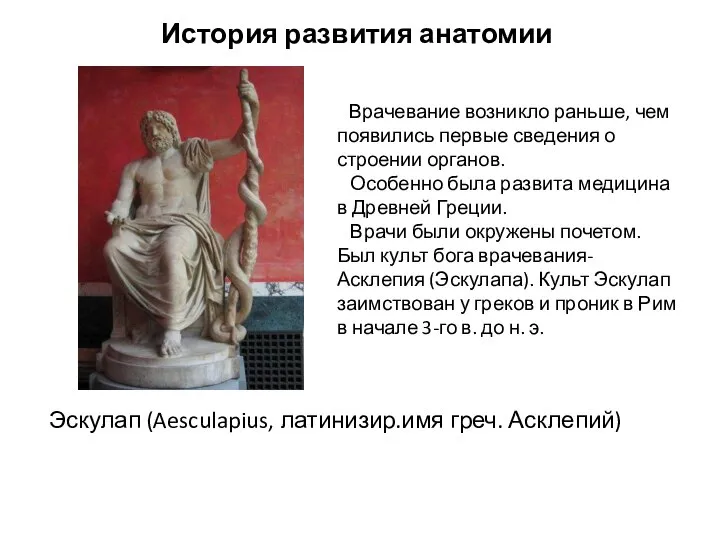 История развития анатомии Эскулап (Aesculapius, латинизир.имя греч. Асклепий) Врачевание возникло раньше, чем