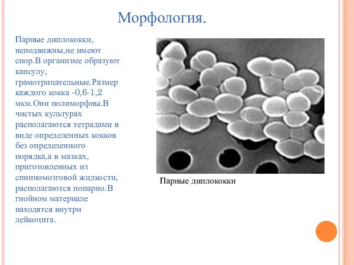 Морфология. Парные диплококки,неподвижны,не имеют спор.В организме образуют капсулу,грамотрицательные.Размер каждого кокка -0,6-1,2 мкм.Они