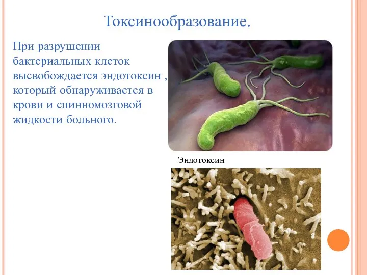 Токсинообразование. При разрушении бактериальных клеток высвобождается эндотоксин , который обнаруживается в крови