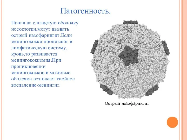 Патогенность. Попав на слизистую оболочку носоглотки,могут вызвать острый назофарингит.Если менингококки проникают в