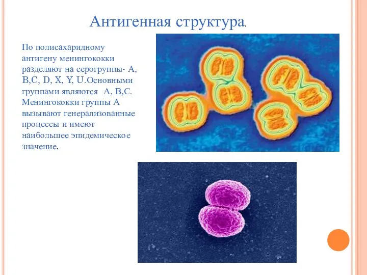 Антигенная структура. По полисахаридному антигену менингококки разделяют на серогруппы- А, B,C, D,