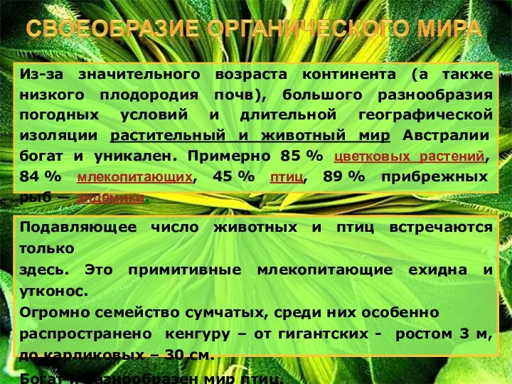 Подавляющее число животных и птиц встречаются только здесь. Это примитивные млекопитающие ехидна