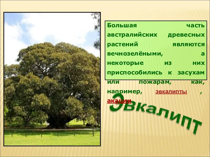 Большая часть австралийских древесных растений являются вечнозелёными, а некоторые из них приспособились