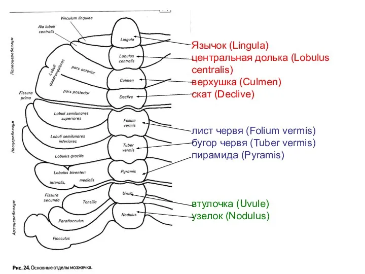 Язычок (Lingula) центральная долька (Lobulus centralis) верхушка (Culmen) скат (Declive) лист червя