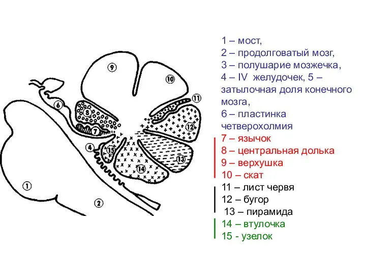 1 – мост, 2 – продолговатый мозг, 3 – полушарие мозжечка, 4