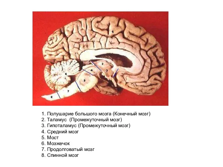 1. Полушарие большого мозга (Конечный мозг) 2. Таламус (Промежуточный мозг) 3. Гипоталамус