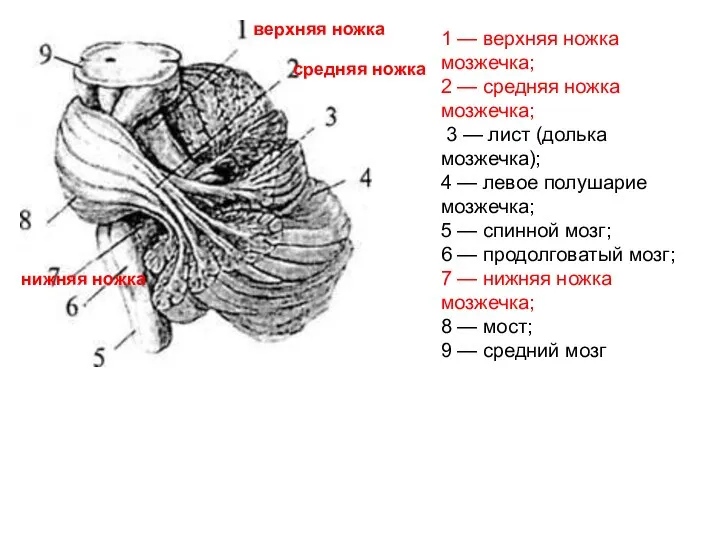 1 — верхняя ножка мозжечка; 2 — средняя ножка мозжечка; 3 —