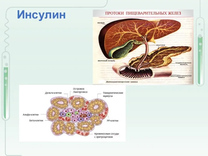 Инсулин