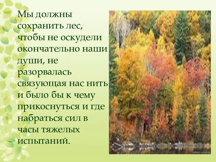 Мы должны сохранить лес, чтобы не оскудели окончательно наши души, не разорвалась