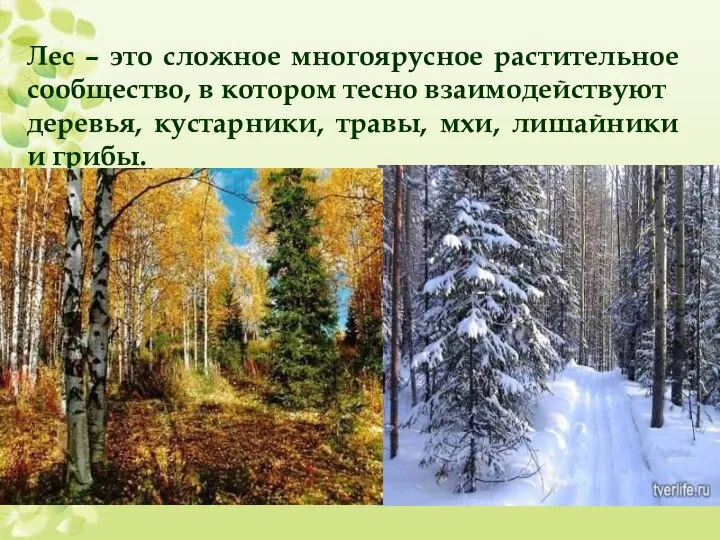 Лес – это сложное многоярусное растительное сообщество, в котором тесно взаимодействуют деревья,