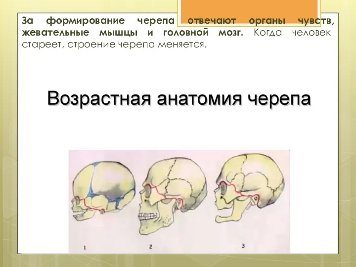 За формирование черепа отвечают органы чувств, жевательные мышцы и головной мозг. Когда