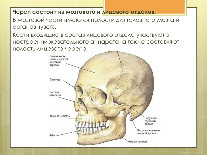 Череп состоит из мозгового и лицевого отделов. В мозговой части имеются полости
