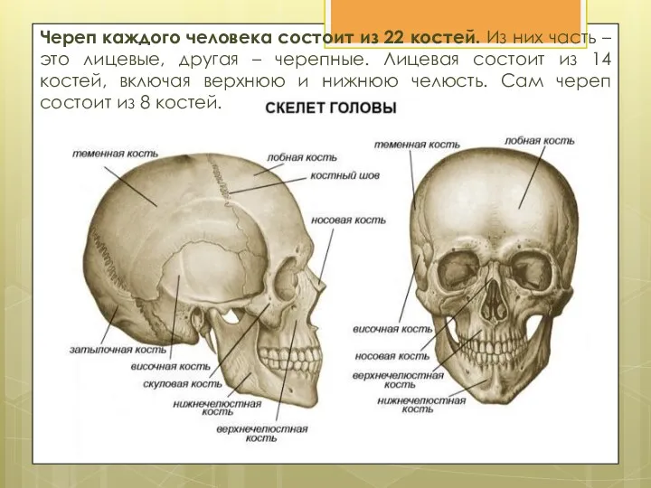 Череп каждого человека состоит из 22 костей. Из них часть – это