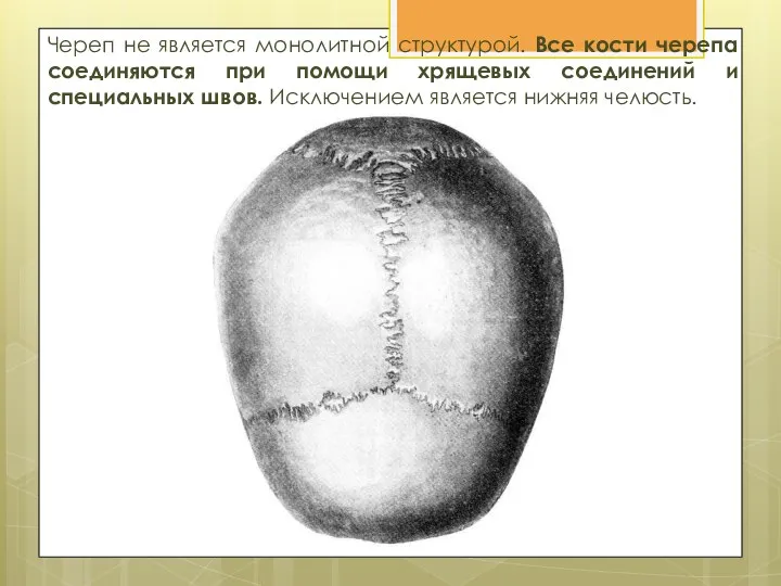 Череп не является монолитной структурой. Все кости черепа соединяются при помощи хрящевых