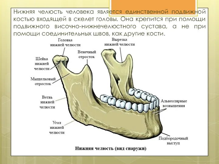 Нижняя челюсть человека является единственной подвижной костью входящей в скелет головы. Она