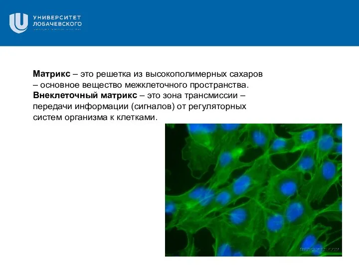 Матрикс – это решетка из высокополимерных сахаров – основное вещество межклеточного пространства.