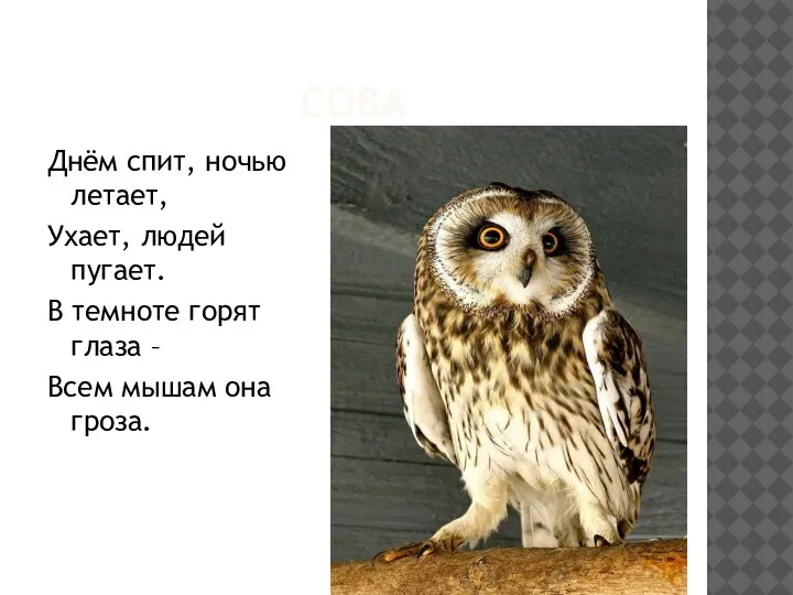 СОВА Днём спит, ночью летает, Ухает, людей пугает. В темноте горят глаза