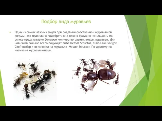 Подбор вида муравьев Одна из самых важных задач при создании собственной муравьиной