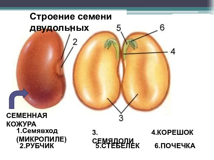 Строение семени двудольных 1.Семявход(МИКРОПИЛЕ) 2.РУБЧИК 3.СЕМЯДОЛИ 4.КОРЕШОК 5.СТЕБЕЛЕК 6.ПОЧЕЧКА СЕМЕННАЯ КОЖУРА