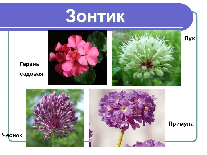 Зонтик Примула Герань садовая Лук Чеснок