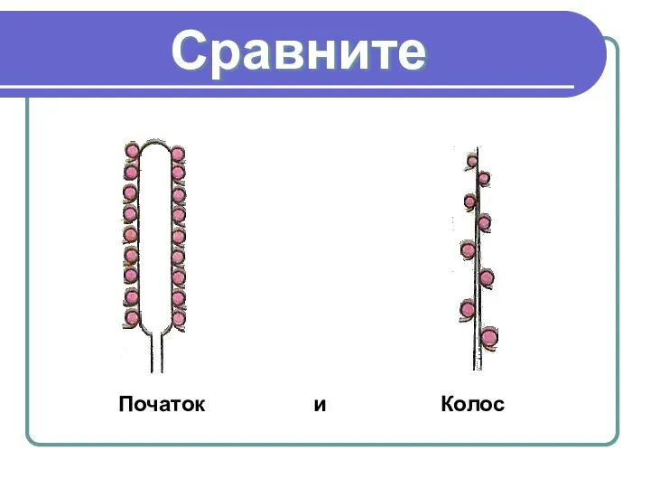 Сравните Початок и Колос