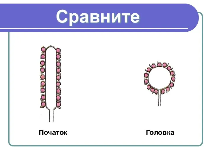 Сравните Початок Головка