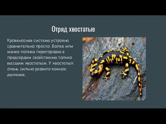 Отряд хвостатые Кровеносная система устроена сравнительно просто. Более или менее полная перегородка