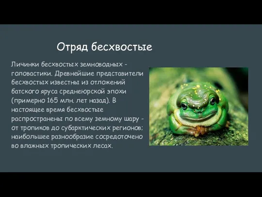 Отряд бесхвостые Личинки бесхвостых земноводных - головастики. Древнейшие представители бесхвостых известны из