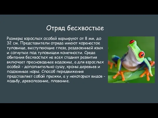 Отряд бесхвостые Размеры взрослых особей варьируют от 8 мм. до 32 см.