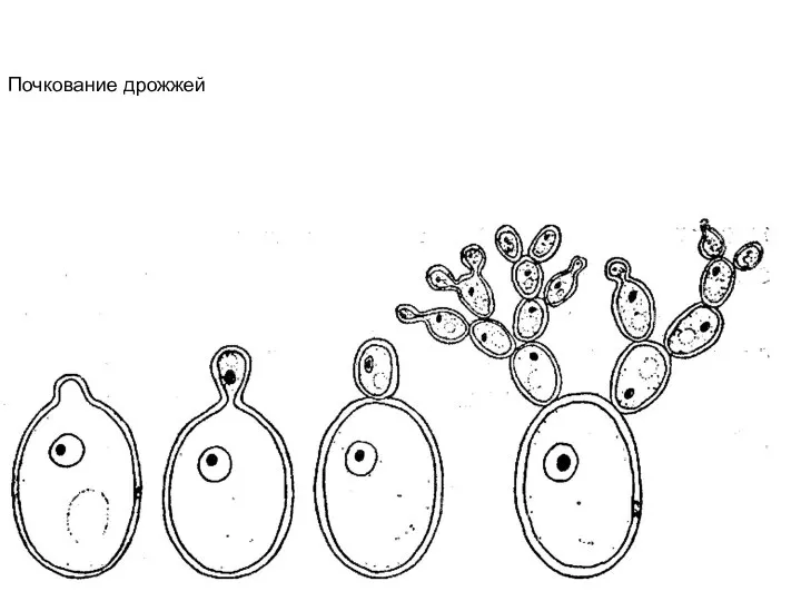 Почкование дрожжей