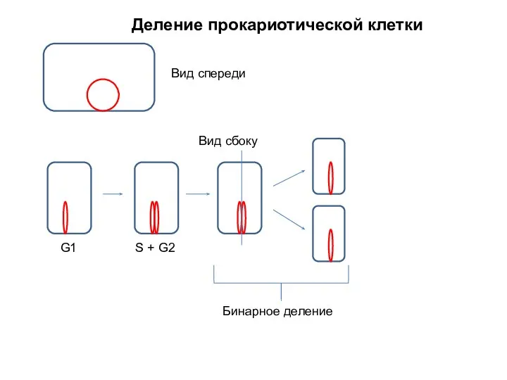 Вид спереди Вид сбоку G1 S + G2 Бинарное деление Деление прокариотической клетки