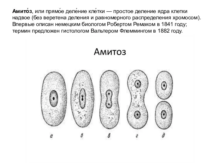 Амито́з, или прямо́е деле́ние кле́тки — простое деление ядра клетки надвое (без