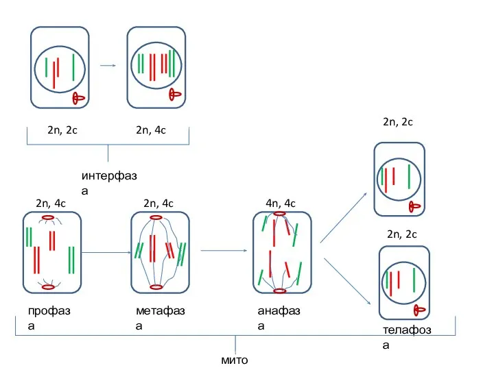 2n, 2c 2n, 4c интерфаза 2n, 4c профаза 2n, 4c метафаза 4n,