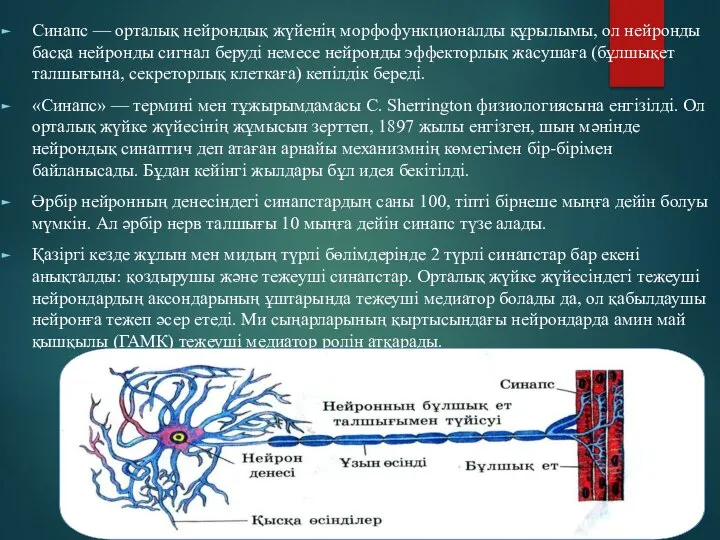 Синапс — орталық нейрондық жүйенің морфофункционалды құрылымы, ол нейронды басқа нейронды сигнал