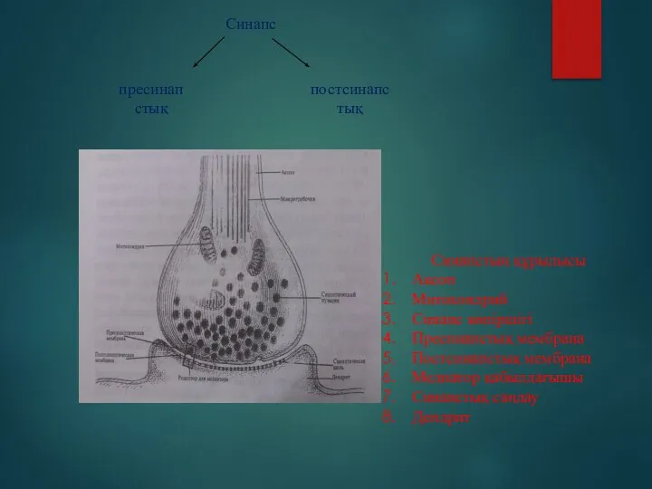 Синапс пресинапстық постсинапстық Синапстың құрылысы Аксон Митохондрий Синапс көпіршігі Пресинапстық мембрана Постсинапстық