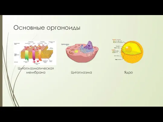 Основные органоиды Цитоплазматическая мембрана Цитоплазма Ядро
