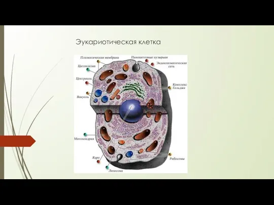 Эукариотическая клетка