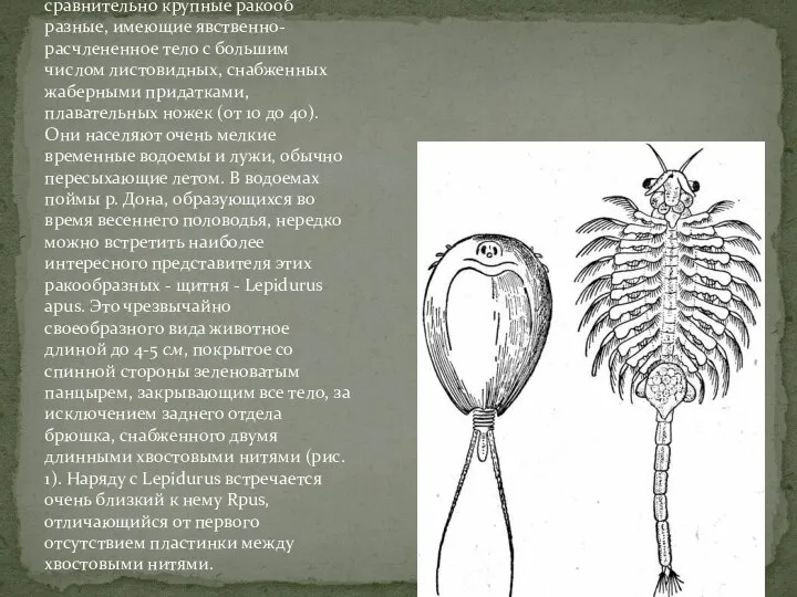 . Жаброногие (Branchiopoda) - это сравнительно крупные ракооб­разные, имеющие явственно-расчлененное тело с