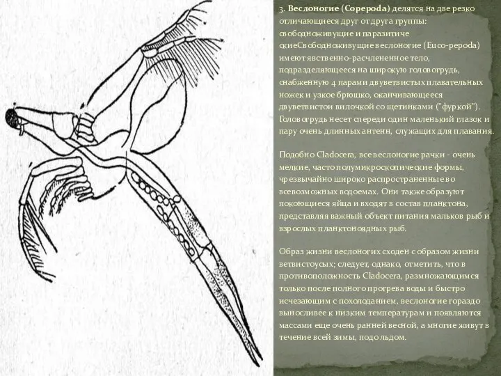 3. Веслоногие (Copepoda) делятся на две резко отличающиеся друг от друга группы: