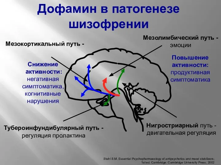 Снижение активности: негативная симптоматика, когнитивные нарушения Нигростриарный путь - двигательная регуляция Повышение