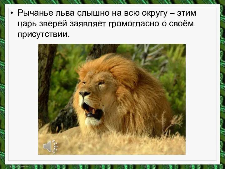 Рычанье льва слышно на всю округу – этим царь зверей заявляет громогласно о своём присутствии.