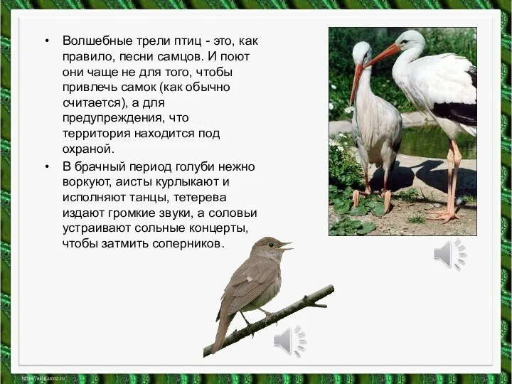 Волшебные трели птиц - это, как правило, песни самцов. И поют они
