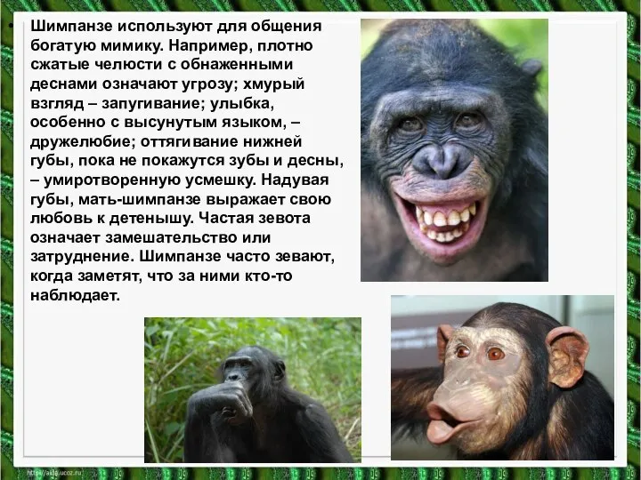 Шимпанзе используют для общения богатую мимику. Например, плотно сжатые челюсти с обнаженными