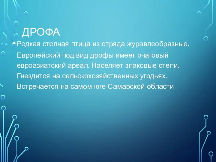 ДРОФА Редкая степная птица из отряда журавлеобразные. Европейский под вид дрофы имеет